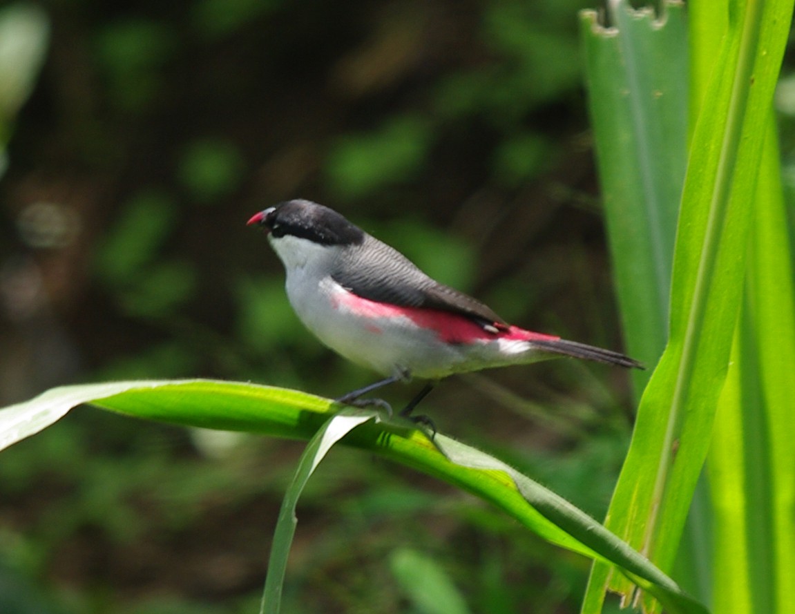 Black-crowned Waxbill - ML621448405