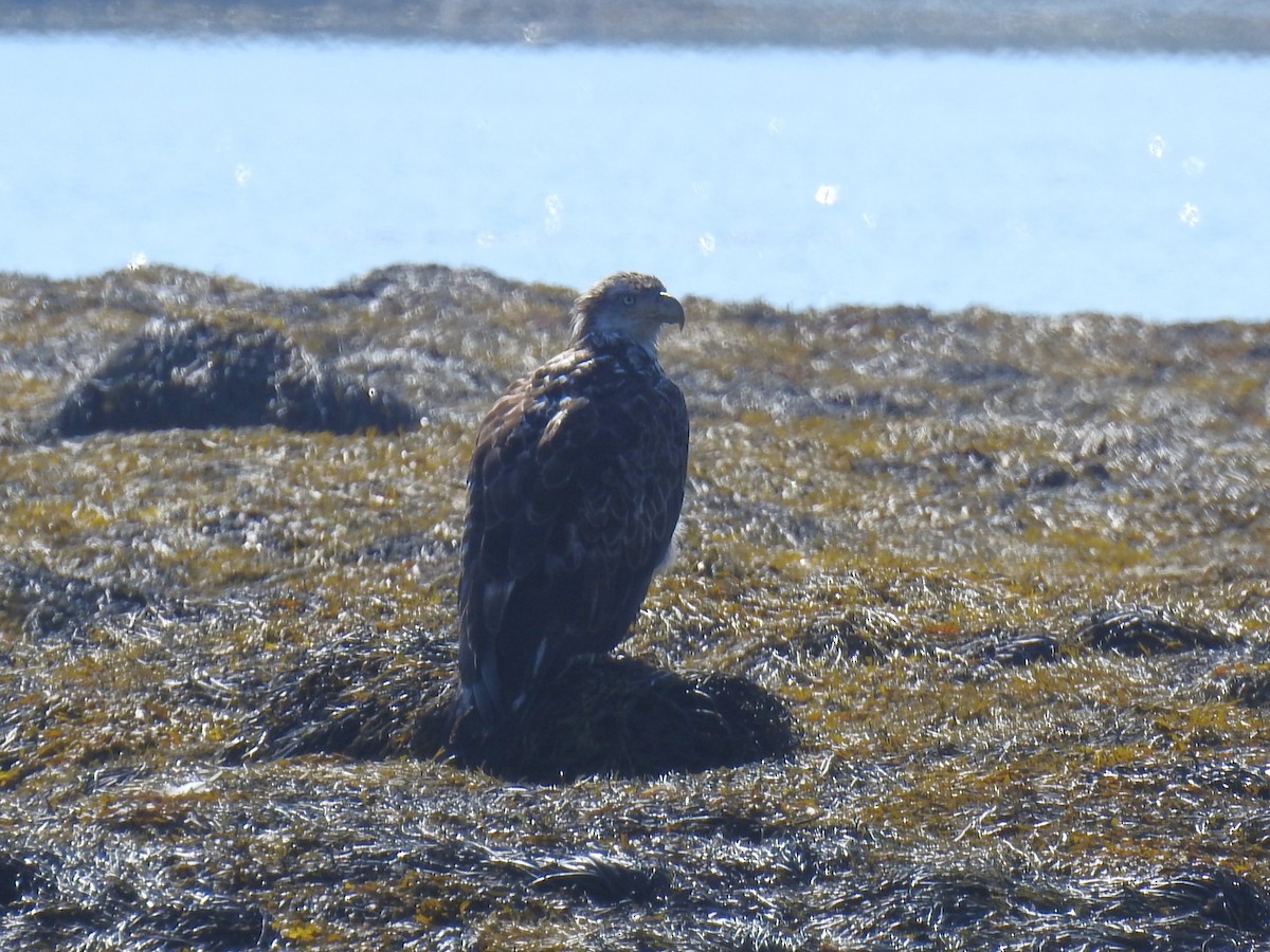 Bald Eagle - ML621448410