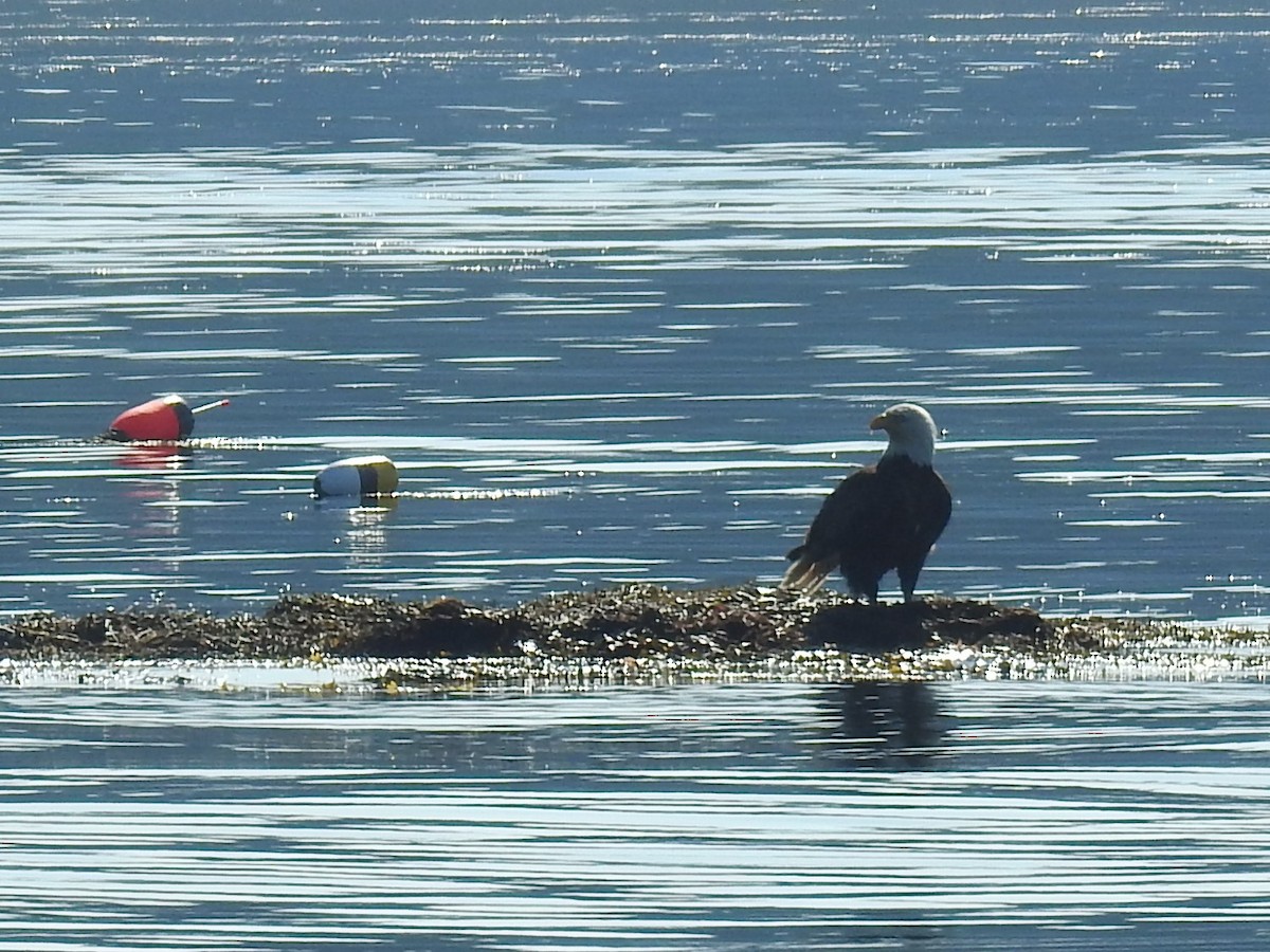 Bald Eagle - ML621448411