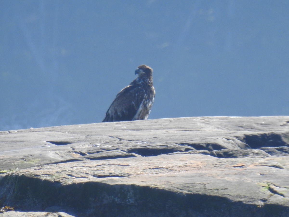 Bald Eagle - ML621448412