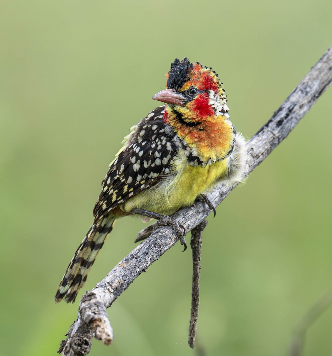 Red-and-yellow Barbet - ML621448505