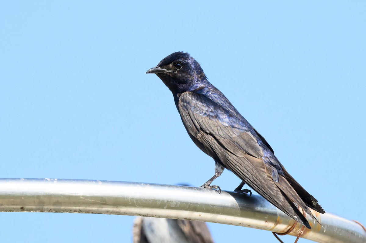 Golondrina Purpúrea - ML621448697