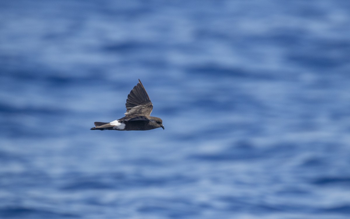 Wilson's Storm-Petrel - ML621448717