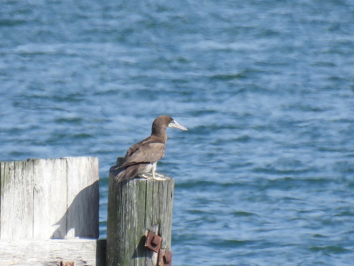 Brown Booby - ML621448766