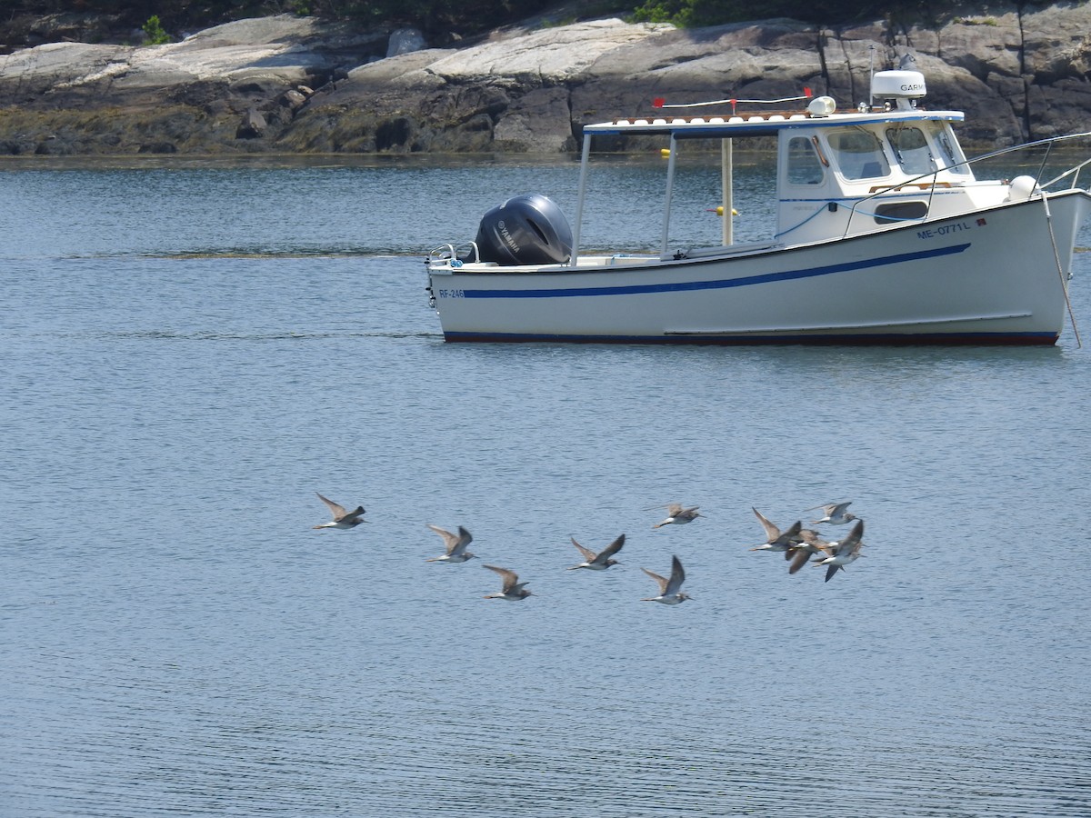 Lesser Yellowlegs - ML621448771