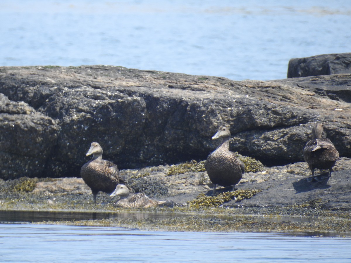 Common Eider - ML621448788