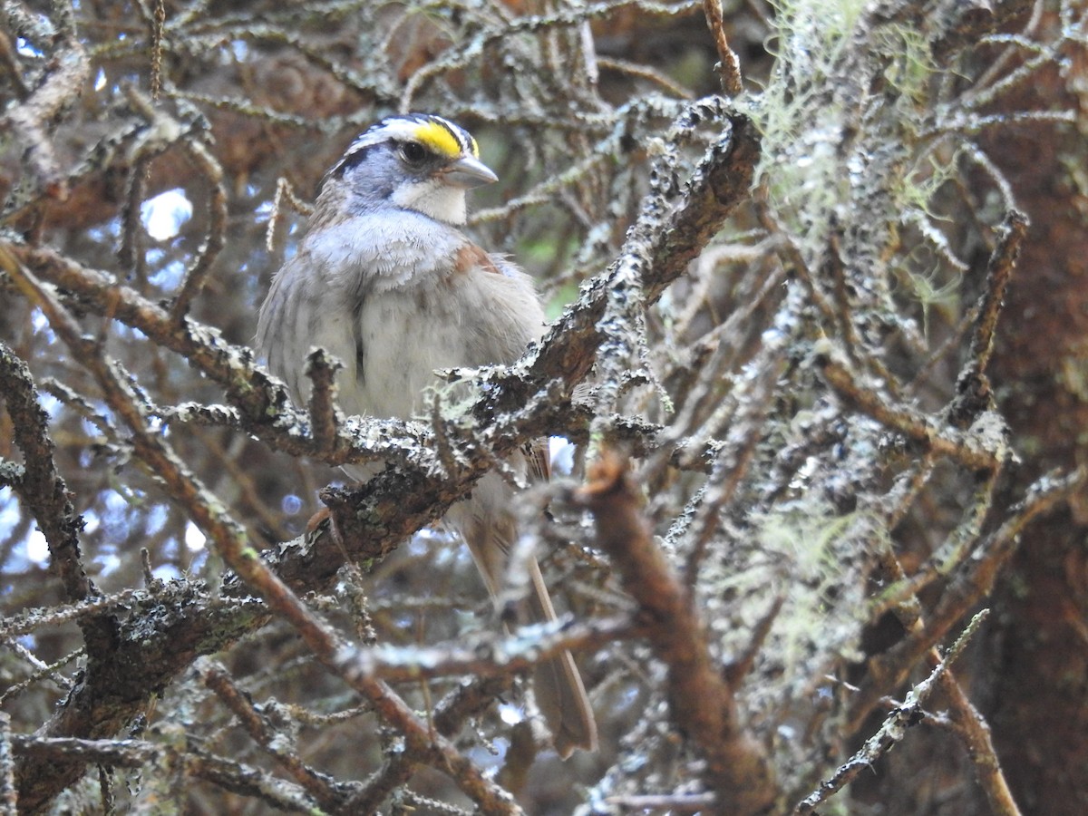 White-throated Sparrow - ML621448799