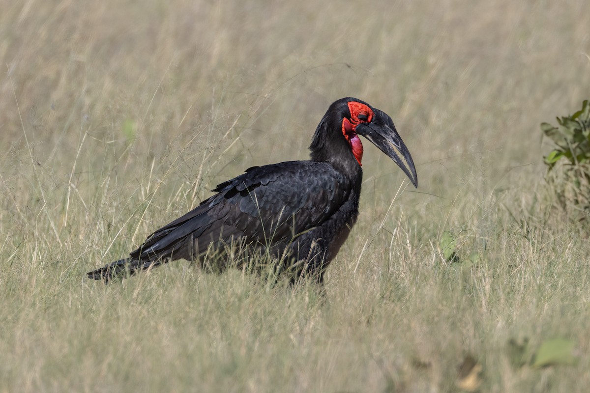 Southern Ground-Hornbill - ML621448845