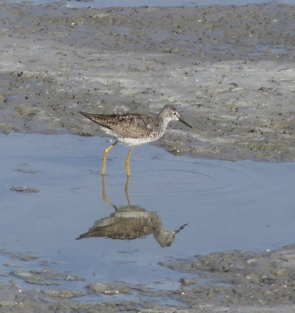 Lesser Yellowlegs - ML621449145