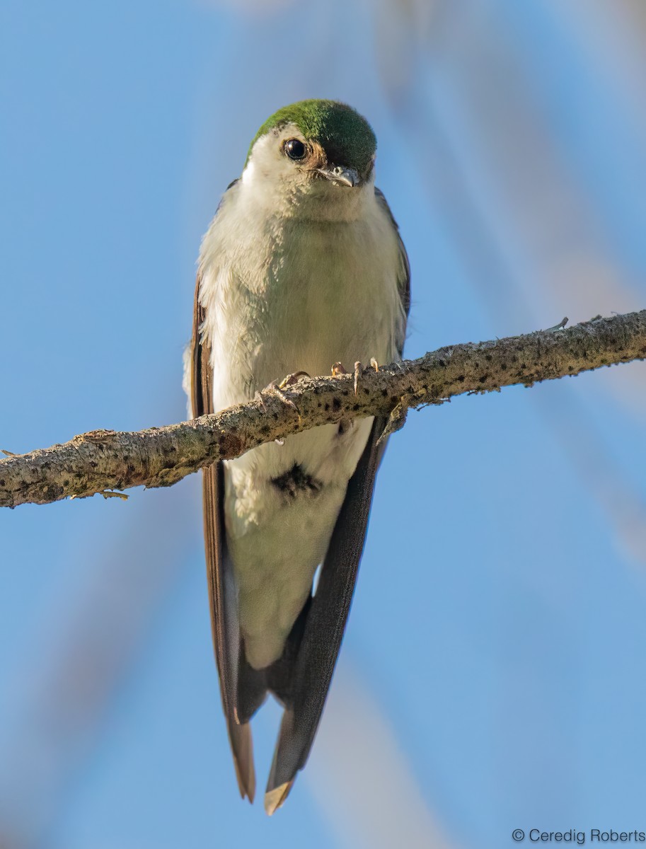 Violet-green Swallow - ML621449169