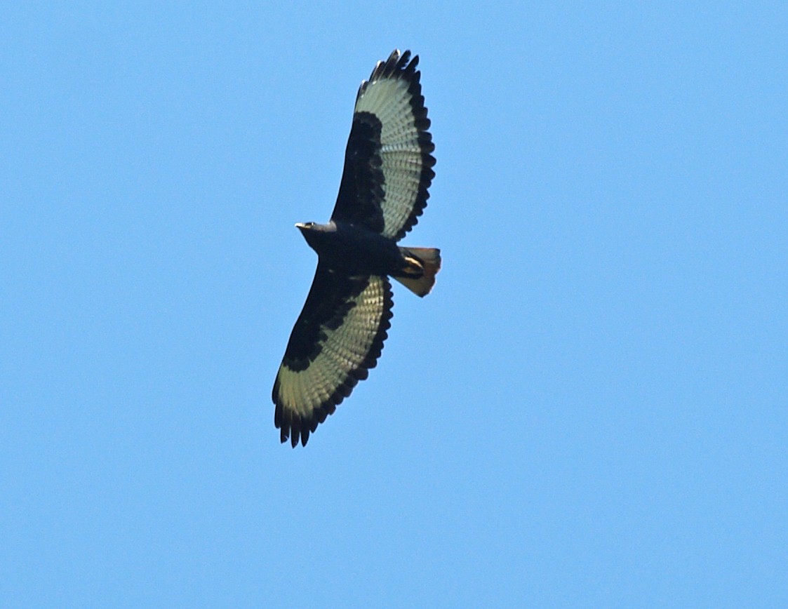 Augur Buzzard (Augur) - ML621449257