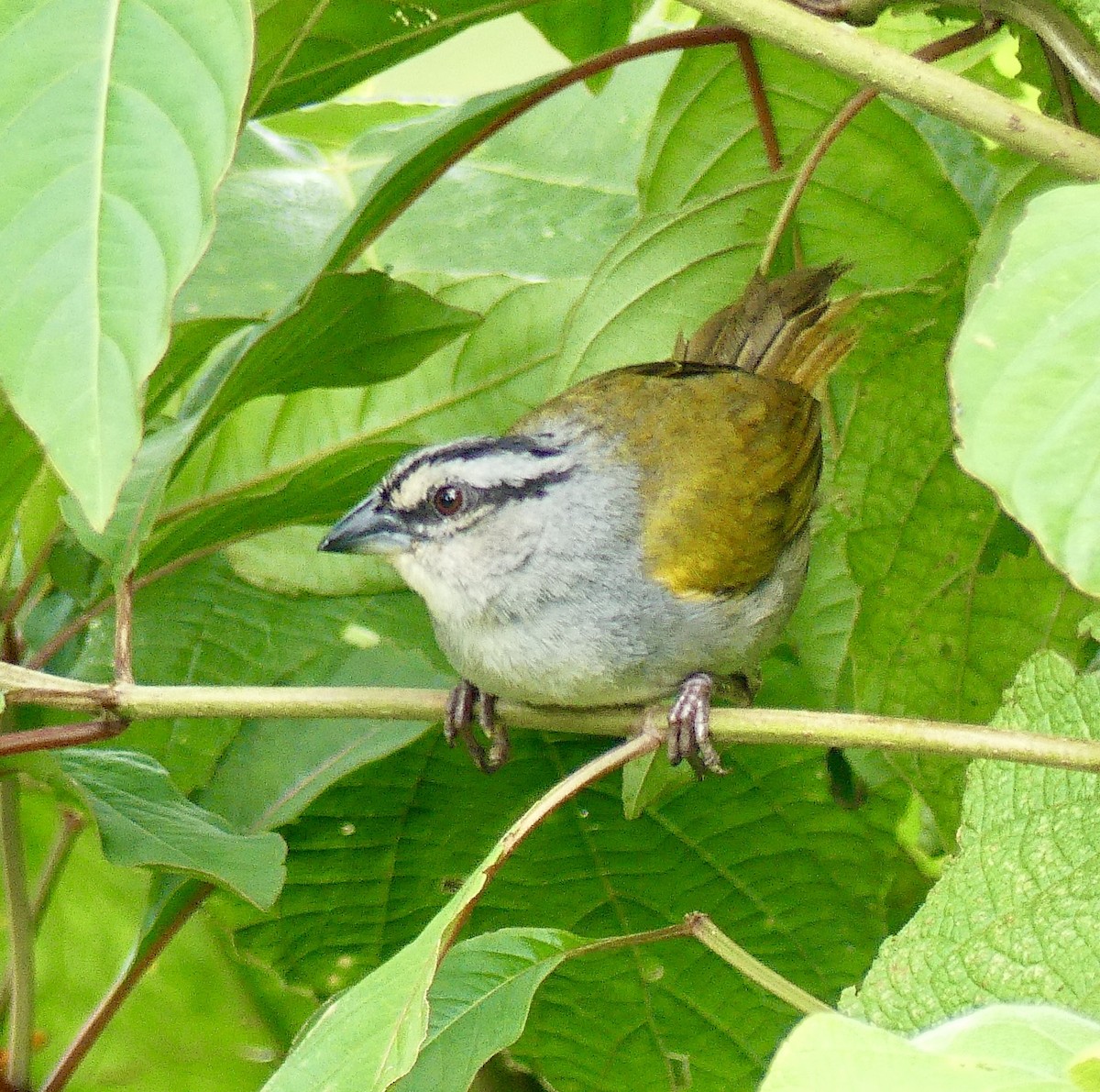 Black-striped Sparrow - ML621449318