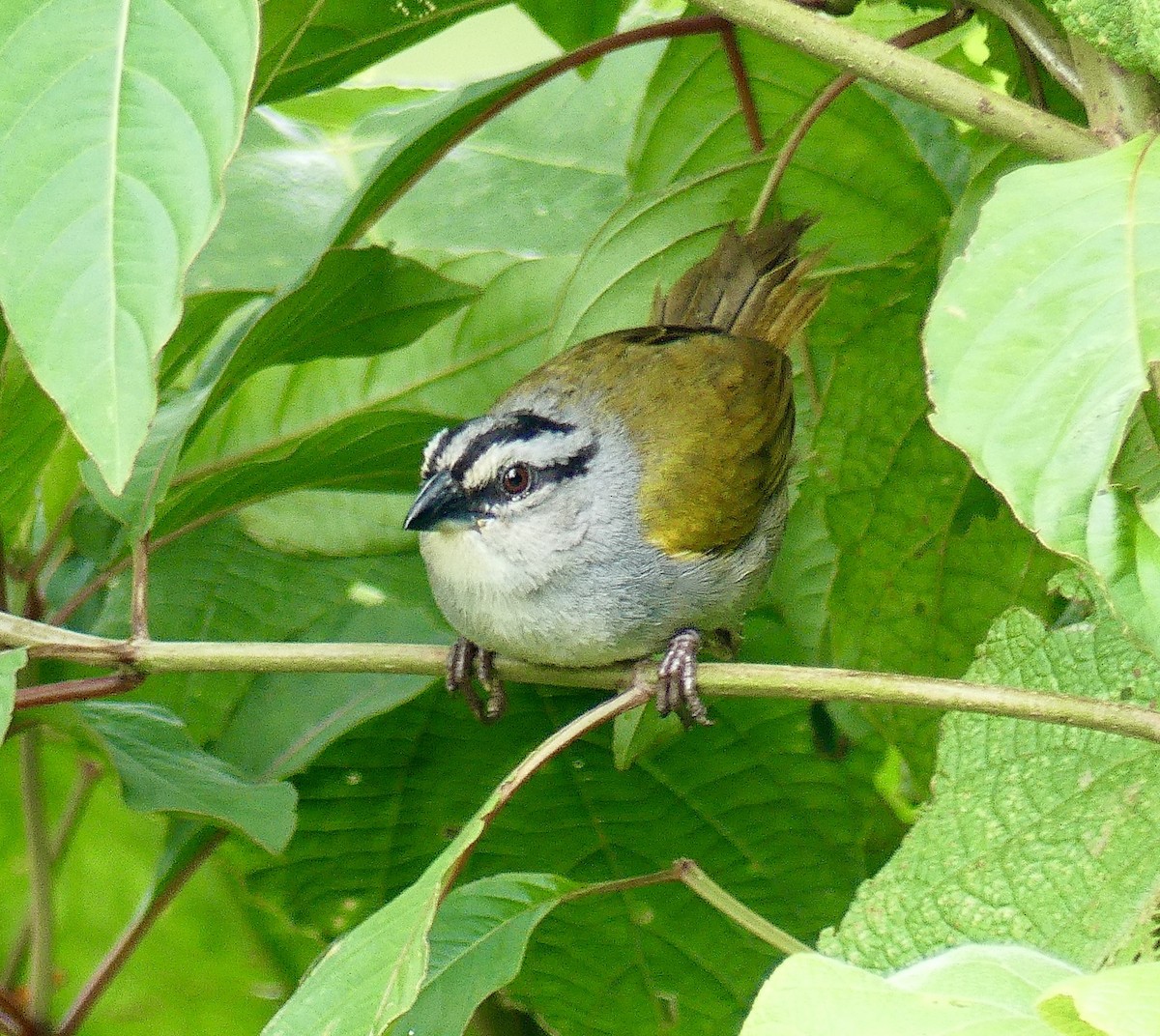 Black-striped Sparrow - ML621449319