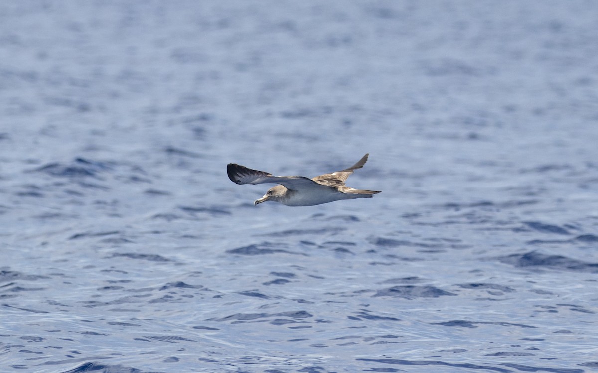 Cory's Shearwater (Scopoli's) - ML621449357