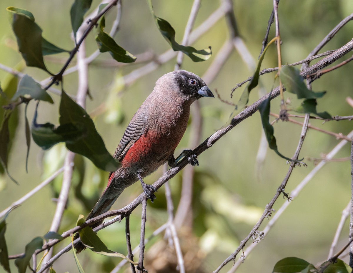 Black-faced Waxbill - ML621449444