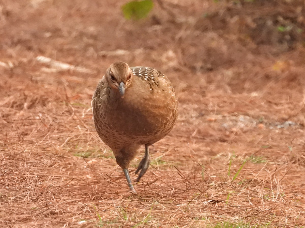 Mrs. Hume's Pheasant - ML621449462