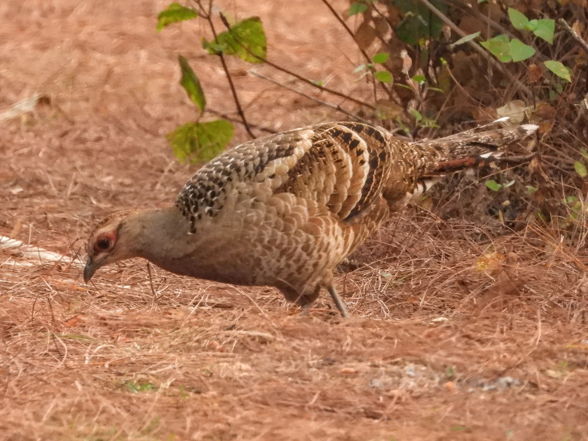 Mrs. Hume's Pheasant - ML621449463