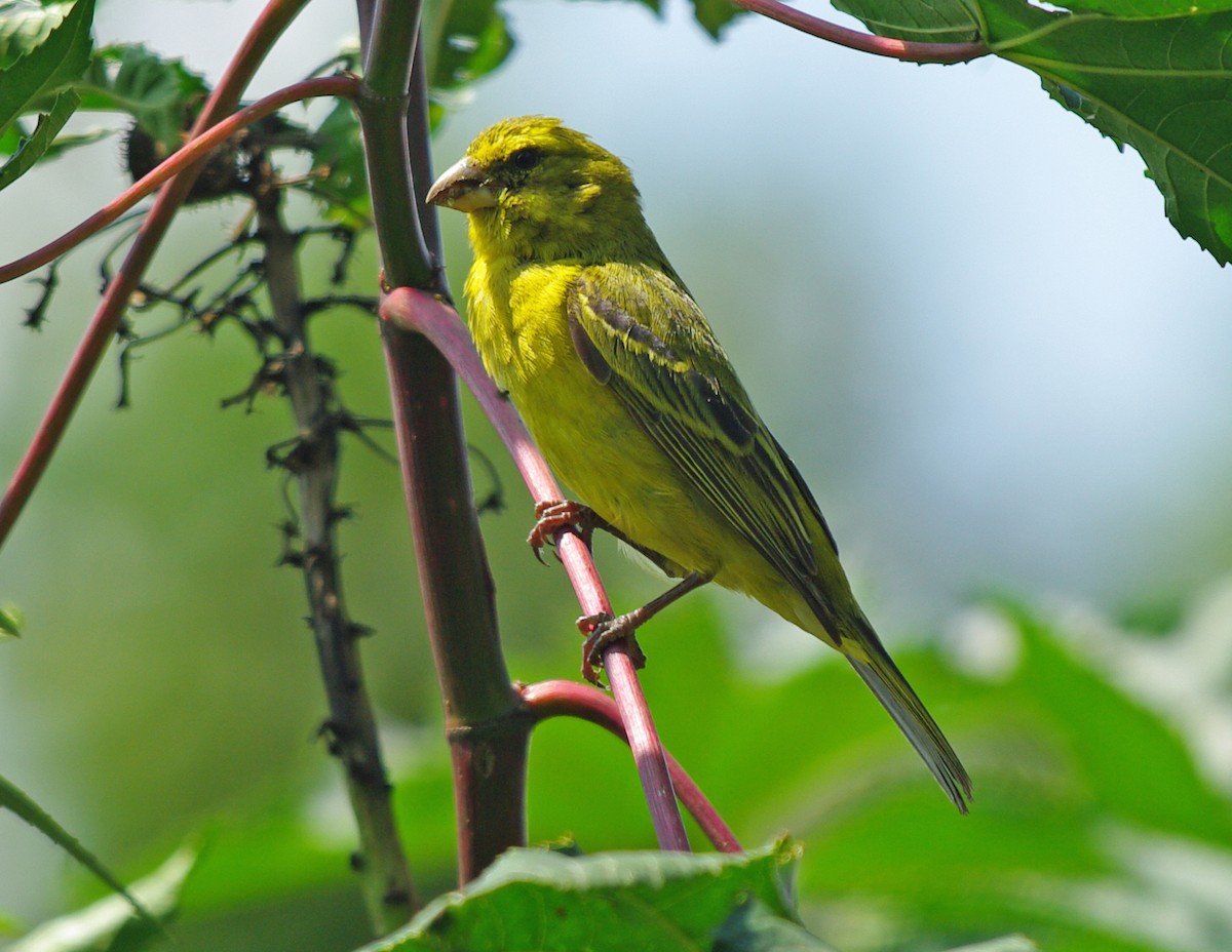 Brimstone Canary - Volkov Sergey