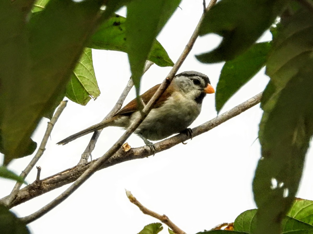 Gray-headed Parrotbill - ML621449583