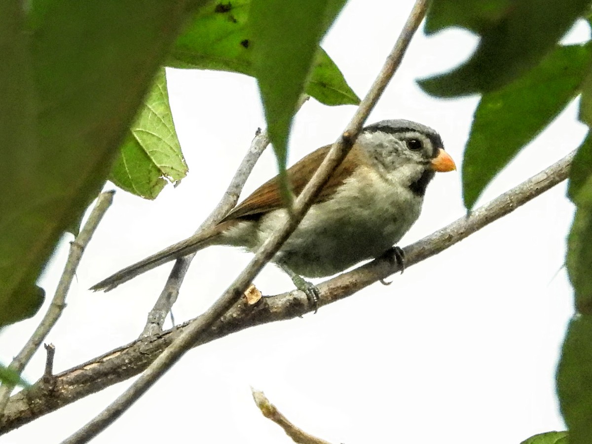 Gray-headed Parrotbill - ML621449584