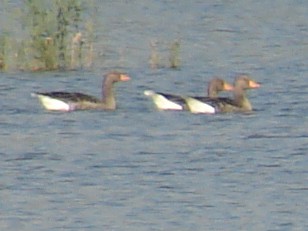 Graylag Goose - ML621449653