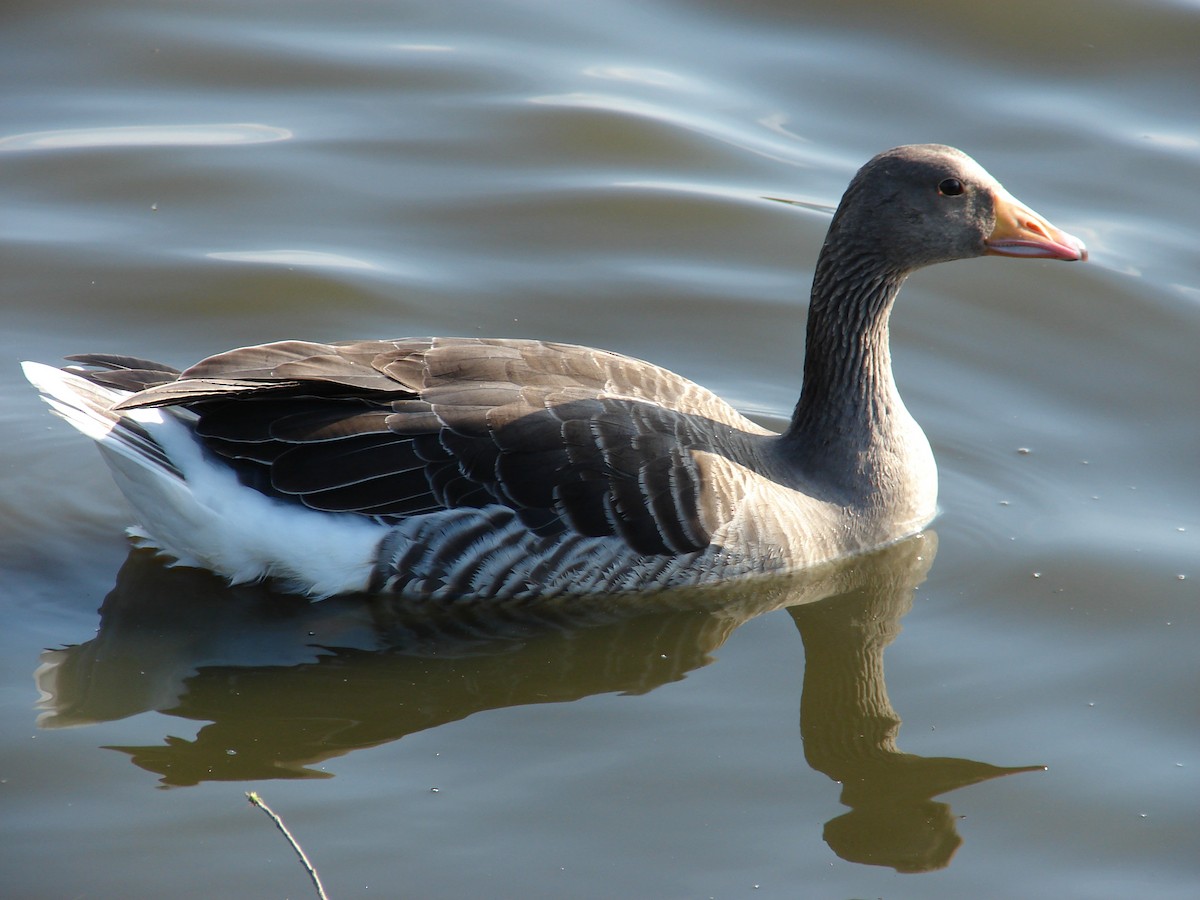 Graylag Goose - ML621449654