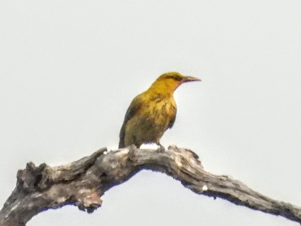 Slender-billed Oriole - ML621449685