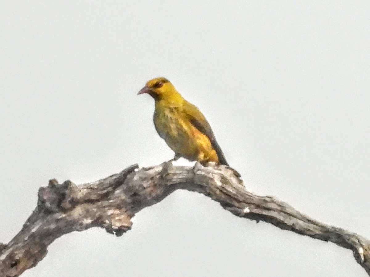 Slender-billed Oriole - ML621449686