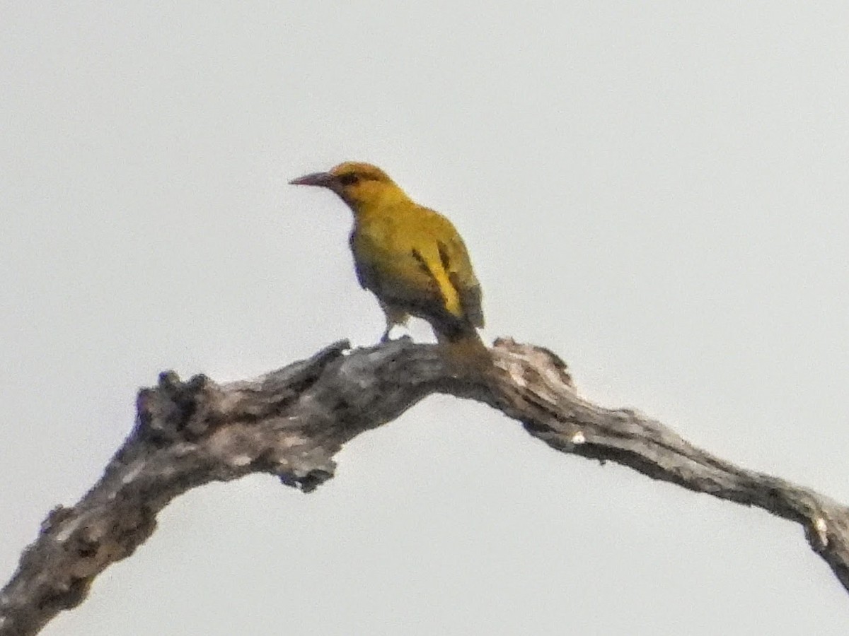 Slender-billed Oriole - ML621449687