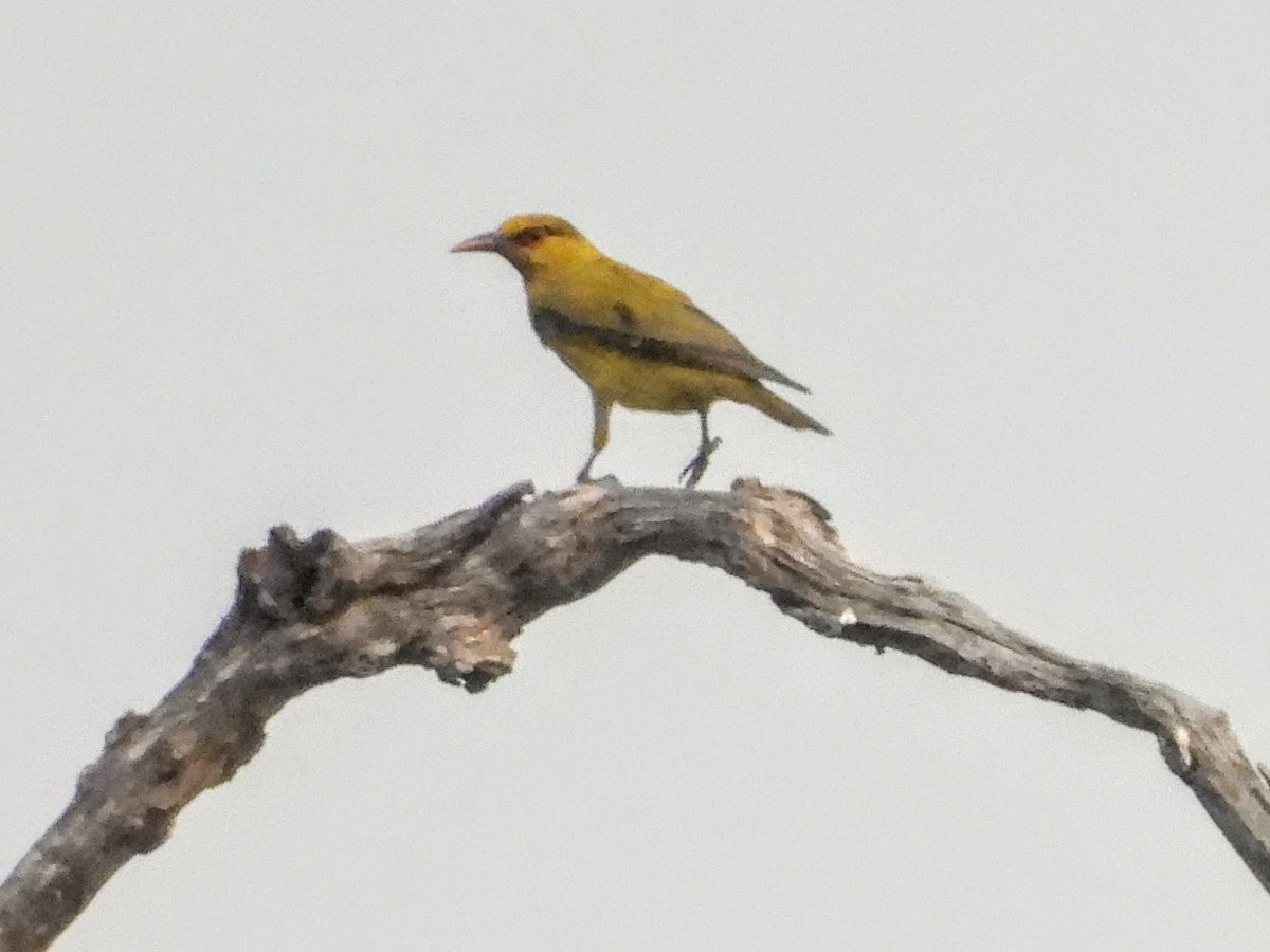 Slender-billed Oriole - ML621449688