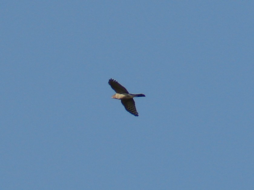 Azor/Gavilán sp.  (Accipiter sp.) - ML621449689