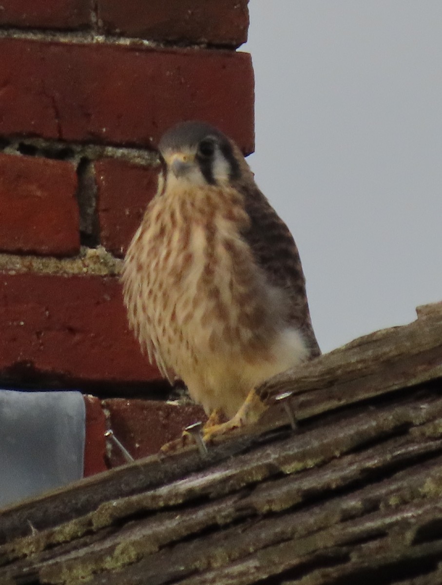 American Kestrel - Pamela Hunt