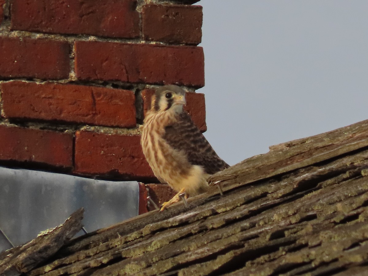 American Kestrel - Pamela Hunt