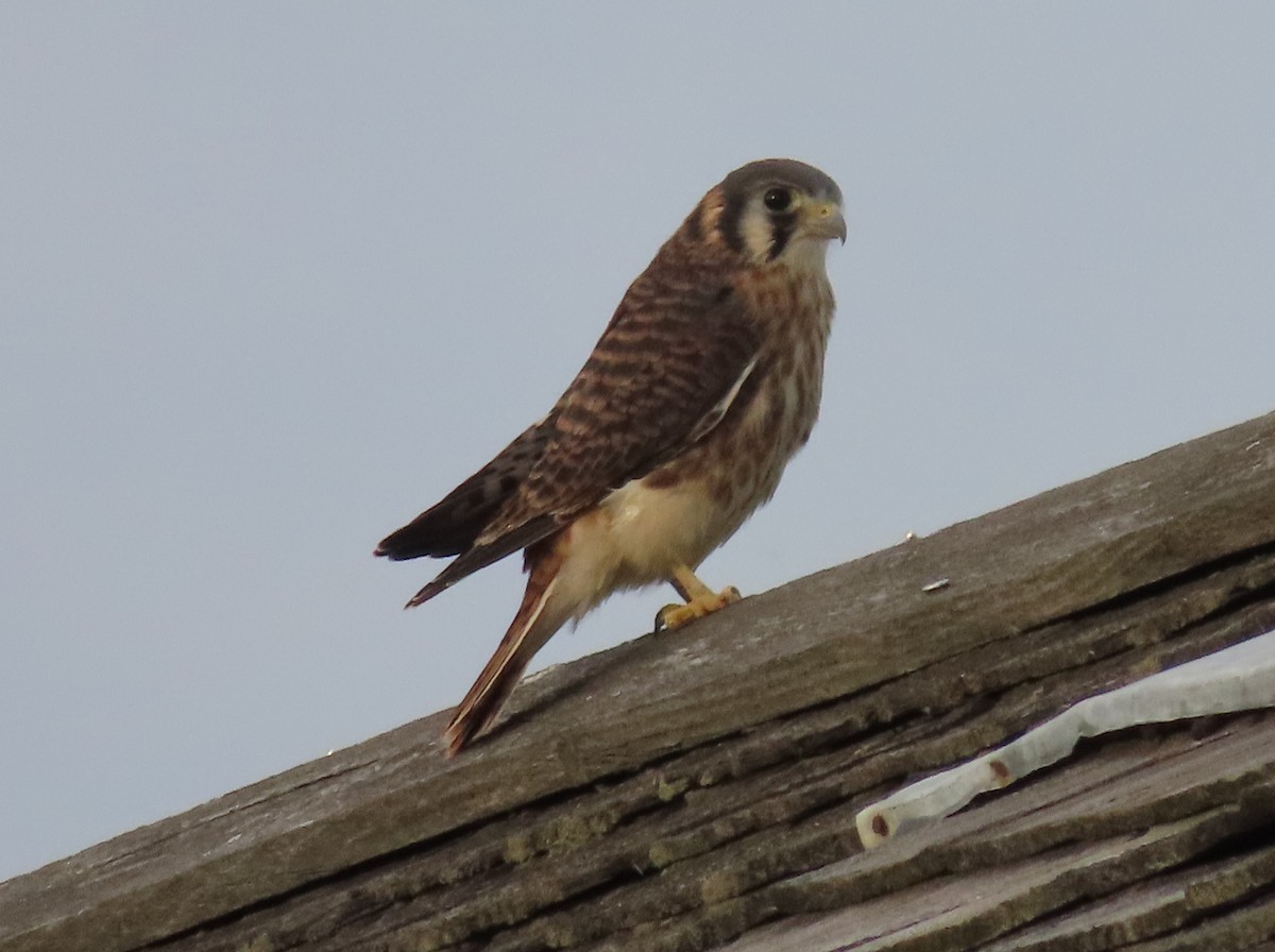 American Kestrel - Pamela Hunt