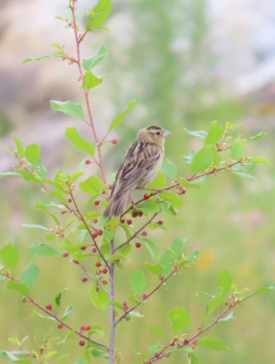 Bobolink - Pamela Hunt