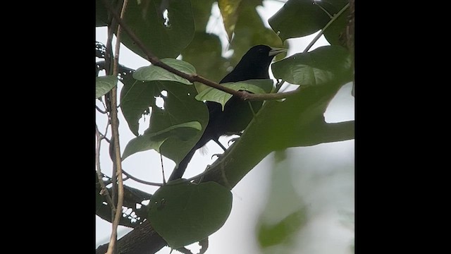 Solitary Black Cacique - ML621449797