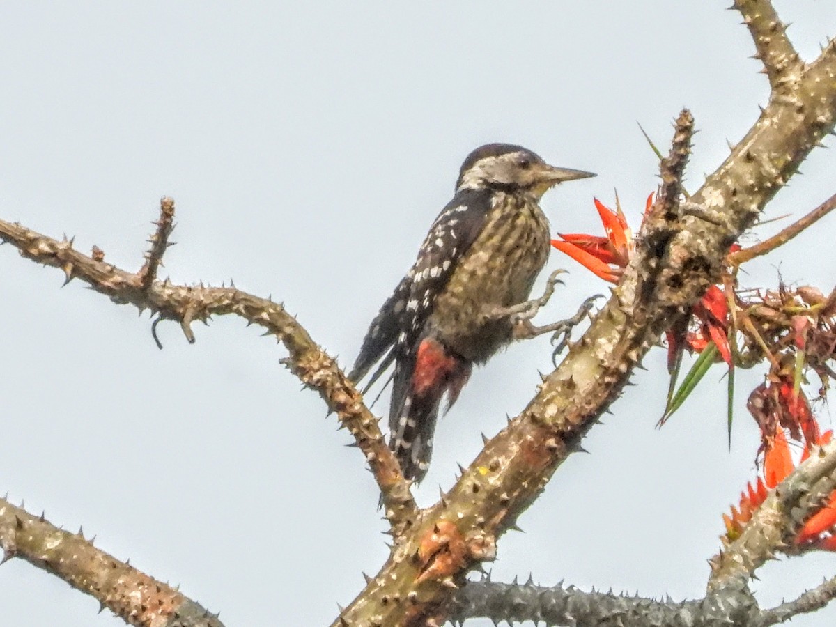 Stripe-breasted Woodpecker - ML621449854