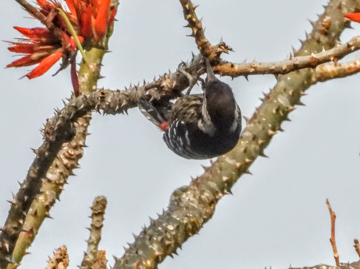 Stripe-breasted Woodpecker - ML621449855