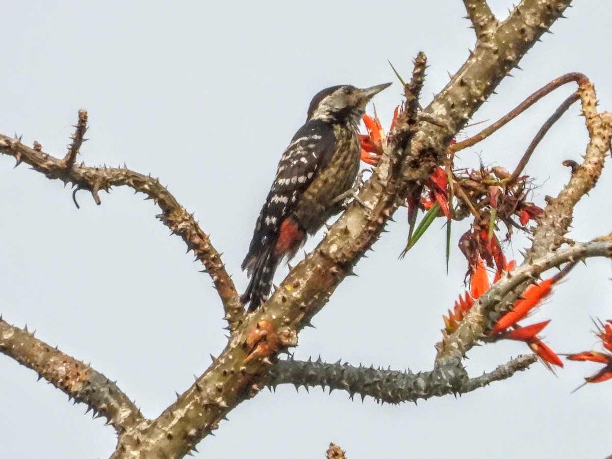 Stripe-breasted Woodpecker - ML621449856