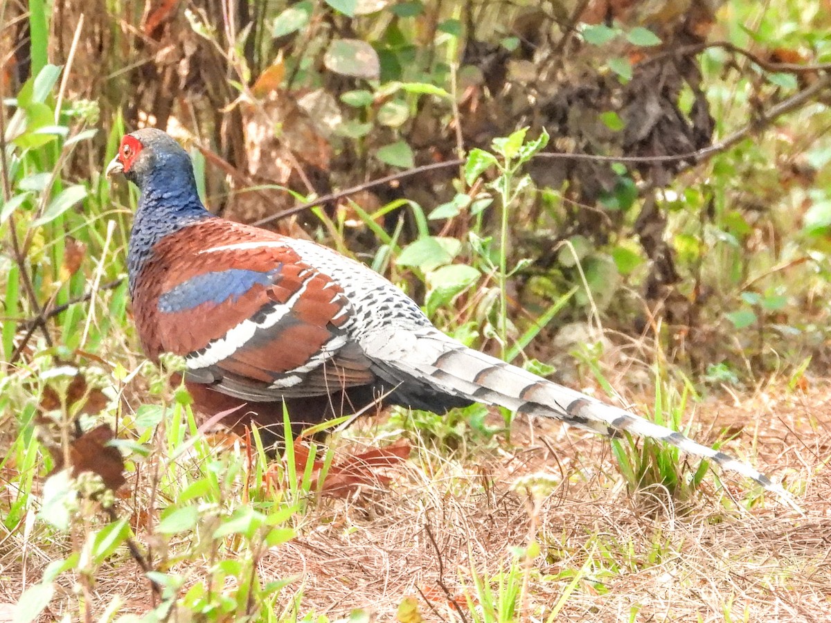 Mrs. Hume's Pheasant - ML621449912