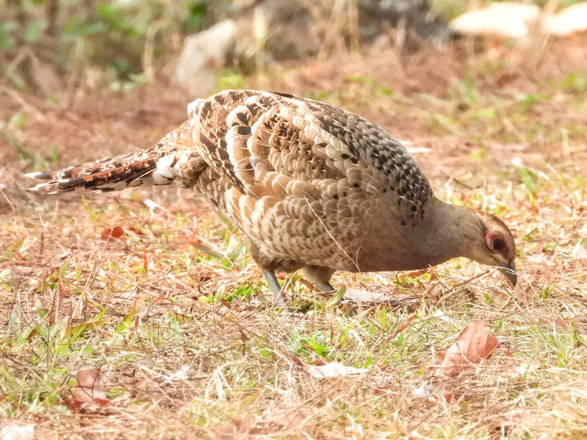 Mrs. Hume's Pheasant - ML621449913