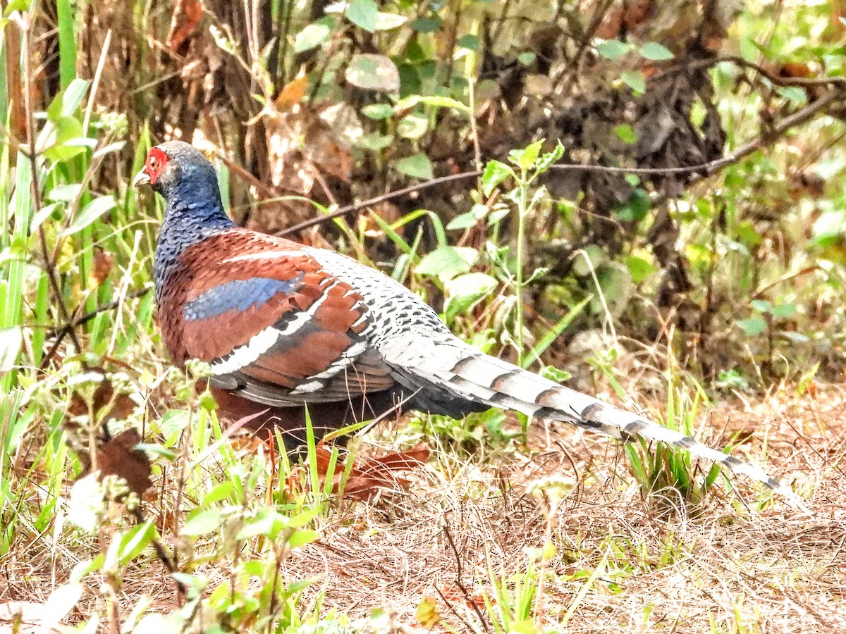 Mrs. Hume's Pheasant - ML621449914