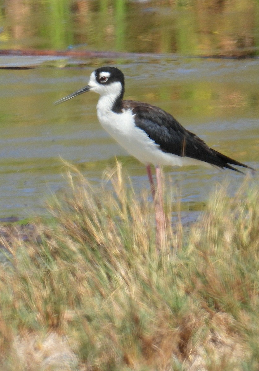 Black-necked Stilt (Black-necked) - ML621449940