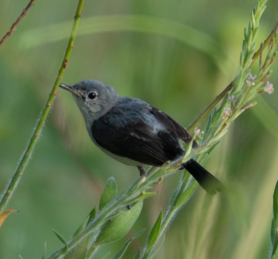 Blue-gray Gnatcatcher - ML621449952