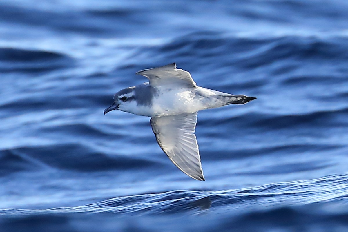 Antarctic Prion - ML621449991