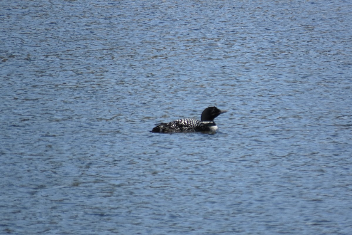 Common Loon - ML621450166