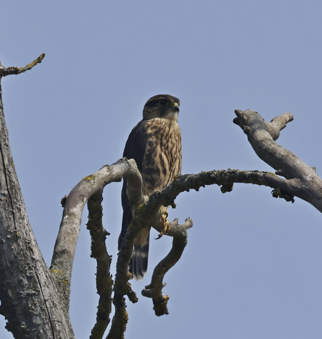 Merlin - ML621450446