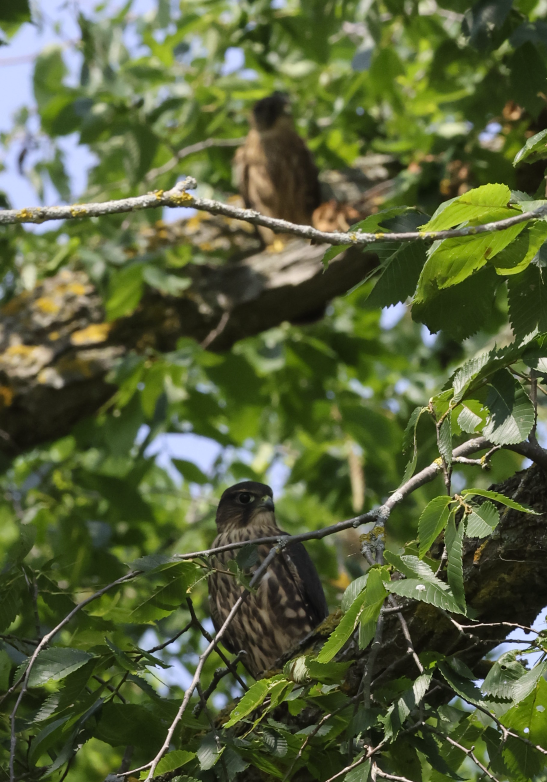 Merlin - ML621450448