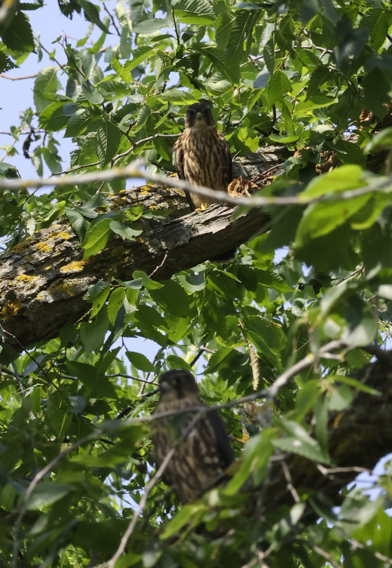 Merlin - ML621450449