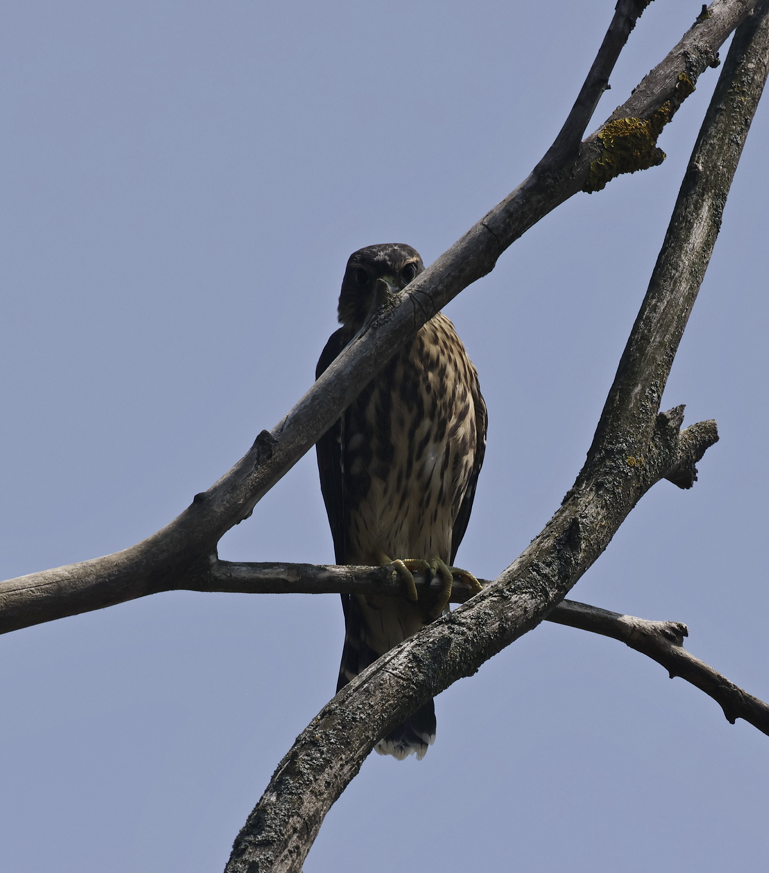 Merlin - ML621450452